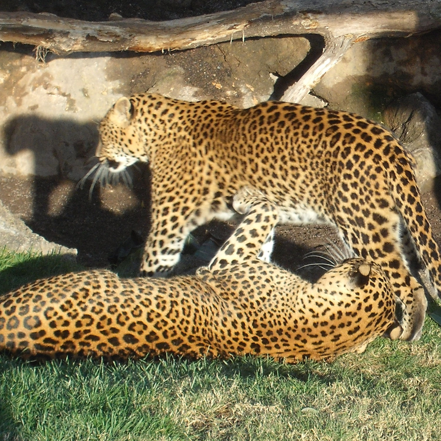 Bioparc junio